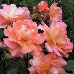 Rosal 'Westerland'